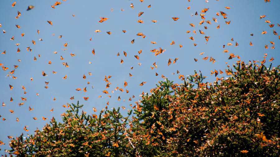 butterfly reserve